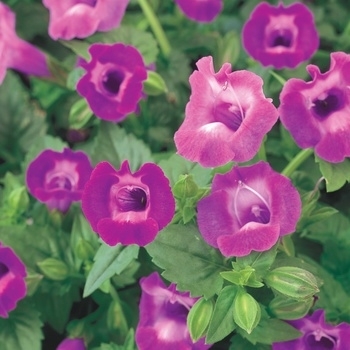 Torenia fournieri - Torenia 'Large Amethyst'