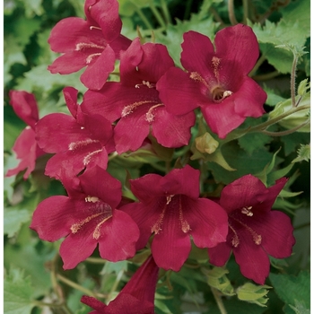 Lophospermum scandens - Lofos 'Wine Red'