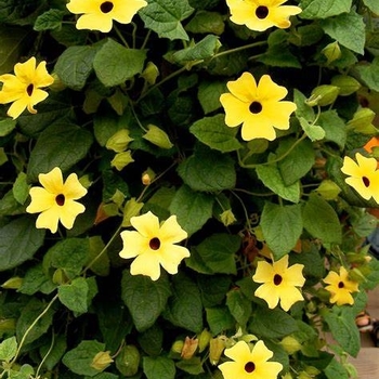 Thunbergia (Black-Eyed Susan Vine) - Thunbergia 'TowerPower Yellow'