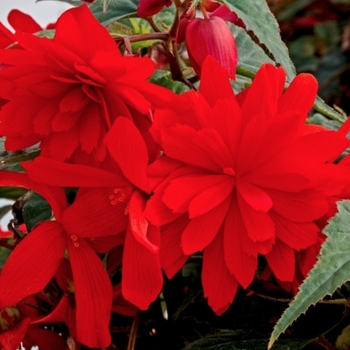 Begonia - Begonia 'Funky Orange'