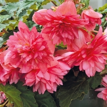 Begonia - Begonia 'Funky Pink'