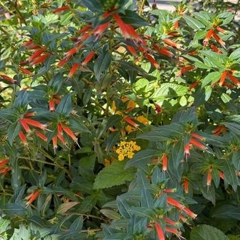 Cuphea ignea - Cuphea 'Vermillionaire'