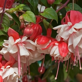 Fuchsia - Fuchsia 'Swingtime'