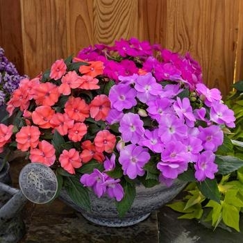 Impatiens - Impatiens 'Sunpatiens Series'