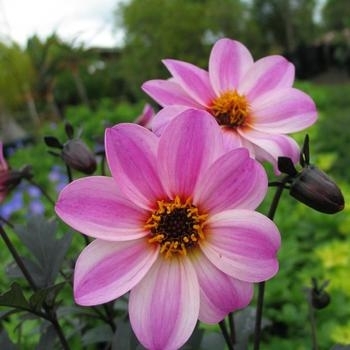 Dahlia hybrid - Dahlia 'Mystic Dreamer'