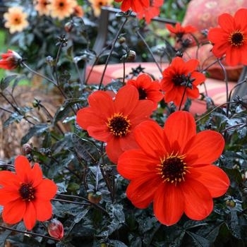 Dahlia hybrid - Dahlia 'Mystic Enchantment'