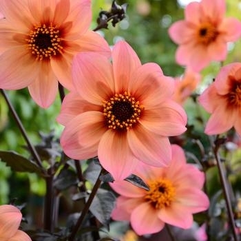 Dahlia hybrid - Dahlia 'Mystic Fantasy'