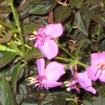 Centradenia inaequilateris - Centradenia 'Cascade'