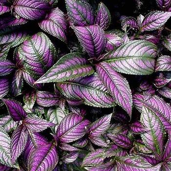 Strobilanthes anisophyllus - Persian Shield 'Purple Passion'