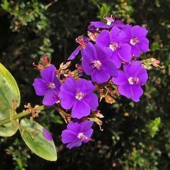 Tibouchina urvilleana - Tibouchina 'Latin Princess'