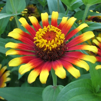 Zinnia elegans - Zinnia 'Swizzle Scarlet and Yellow'