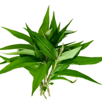 Polygonum odoratum - Coriander 'Vietnamese'