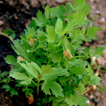 Levisticum officinale - Lovage