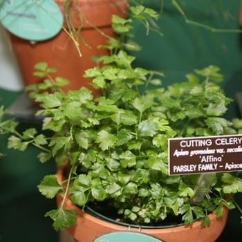 Apium graveolens var. secalinum - Par-Cel (Leaf Celery)
