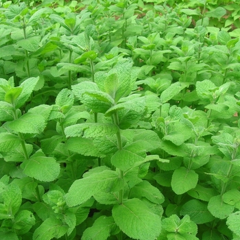 Mentha suaveolens - Mint 'Apple'