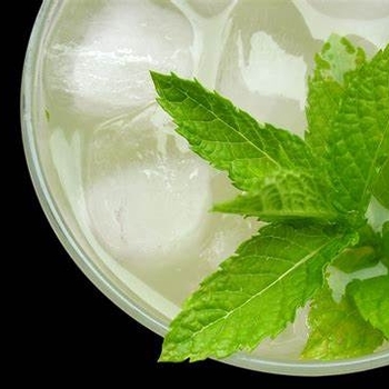 Mentha spicata - Mint 'Mojito'