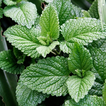 Mentha x piperita - Mint 'Peppermint'