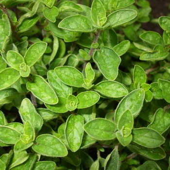 Origanum majoricum - Oregano 'Italian'