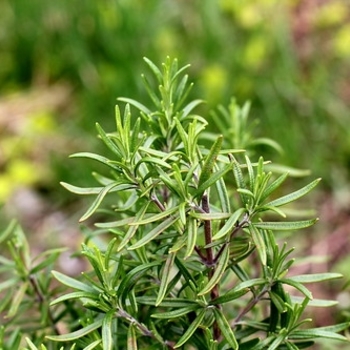 Rosmarinus officinalis - Rosemary 'Arp'