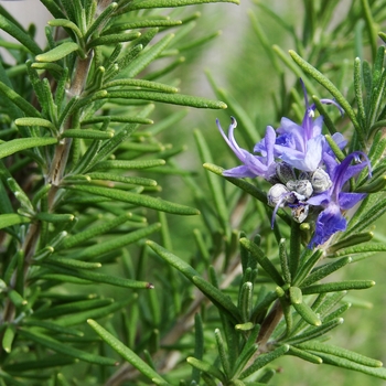 Rosmarinus officinalis - Rosemary 'Gorizia'