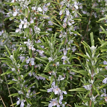 Rosmarinus officinalis - Rosemary 'Huntington Carpet'
