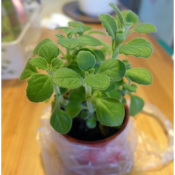 Plectranthus amboinicus - Oregano 'Cuban'