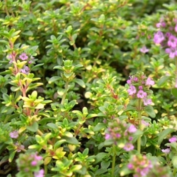 Thymus vulgaris - Thyme 'Compact English'