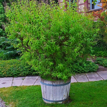 Aloysia triphylla - Lemon Verbena