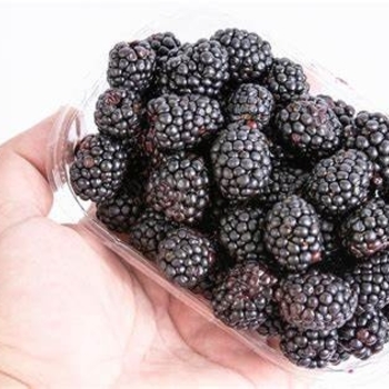Rubus fruiticosus - Blackberry 'Triple Crown'
