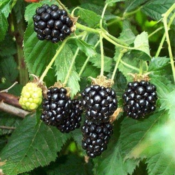 Rubus ursinus - Blackberry 'Black Satin'