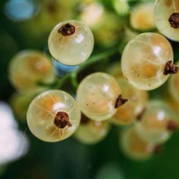 Ribes - Currant 'White'