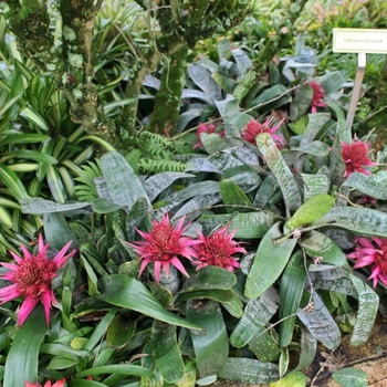 Aechmea fasciata - Urn Plant