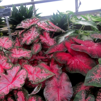 Caladium bicolor - Caladium 'Multiple Varieties'