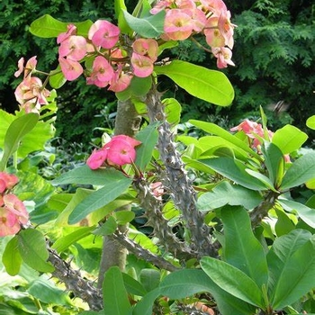 Euphorbia milii var. splendens - Crown of Thorns