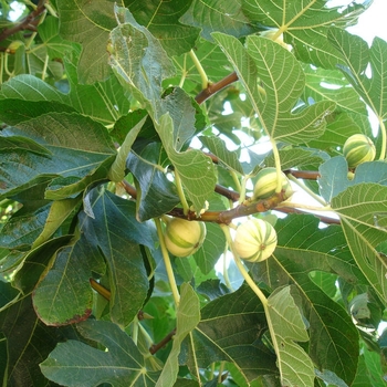 Ficus carica - Fig 'Chicago Hardy'
