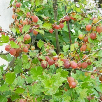 Ribes uva-crispa - Gooseberry 'Captivator'
