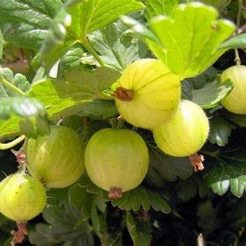 Ribes uva-crispa - Gooseberry 'Invicta'