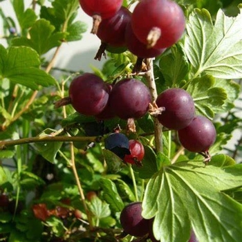 Ribes nidigrolaria - Jostaberry