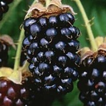 Rubus - Marionberry