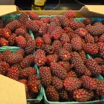 Rubus idaeus x fruticosa - Tayberry