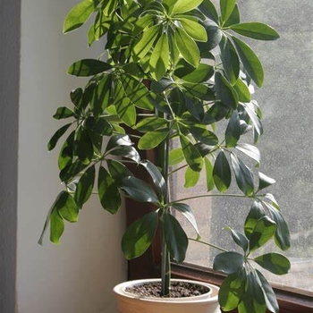 Schefflera arboricola - Umbrella Tree Multiple Varieties'