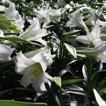 Lilium longiflorum - Lily 'Easter'