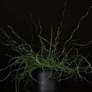 Juncus effusus - Rush 'Corkscrew'