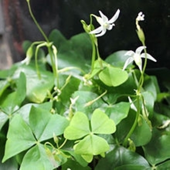 Oxalis triangularis - Shamrock 'Green'