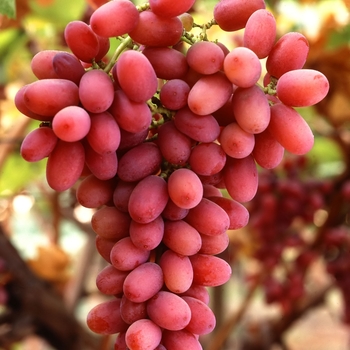 Vitis - Grape 'Canadice'