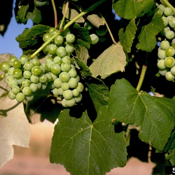 Vitis labrusca - Grape 'Interlaken'