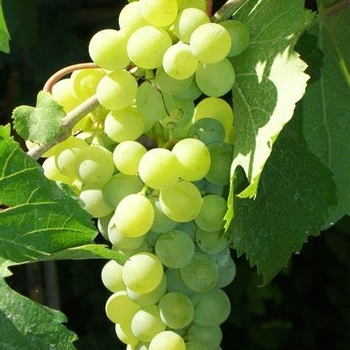 Vitis vinifera - Grape 'Thompson Seedless'