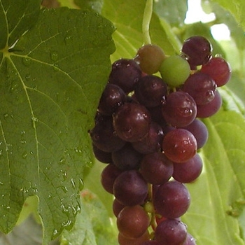 Vitis labrusca - Grape 'Vanessa'
