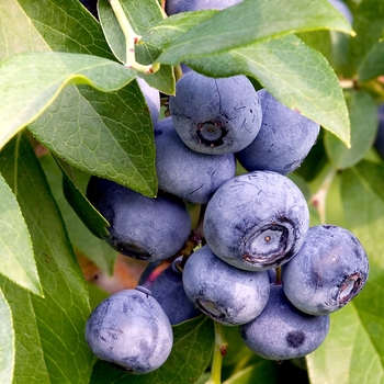 Vaccinium - Blueberry 'O'Neal' 