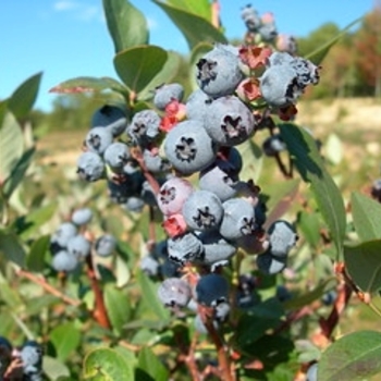 Vaccinium - Blueberry 'Chippewa' 